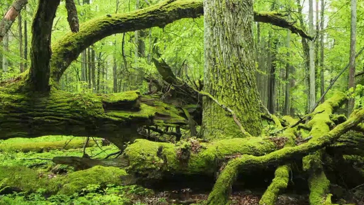 Forêt primaire