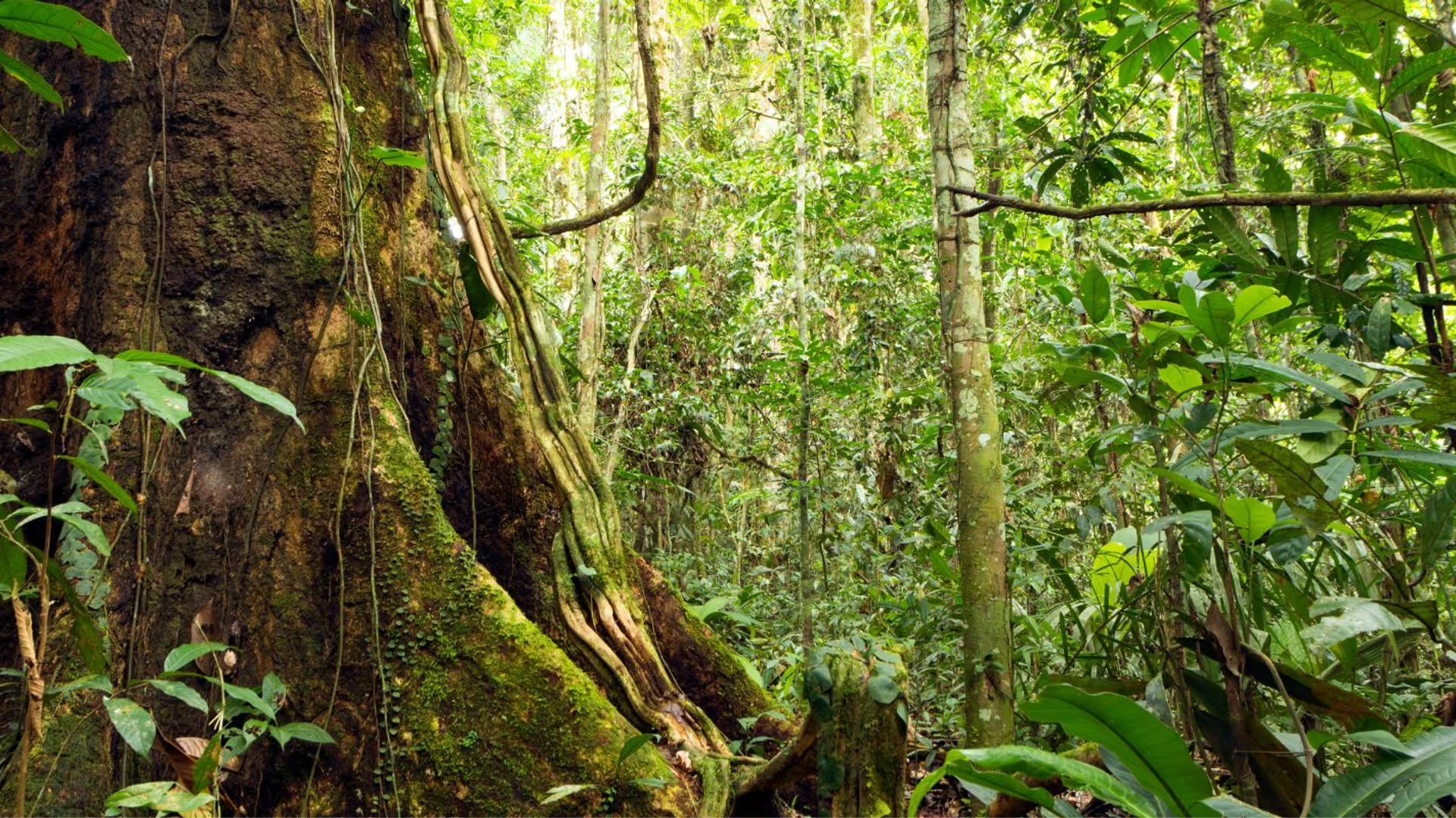 Forêt primaire